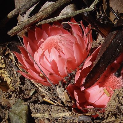 Thonningia sanguinea, photographed by Jean-Paul Boerekamps