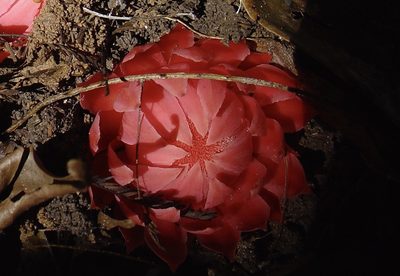 Thonningia sanguinea, photographed by Jean-Paul Boerekamps