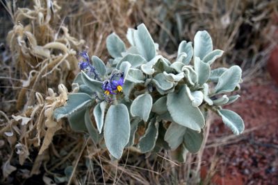 Solanum quadriloculatum, photographed by tobyyy