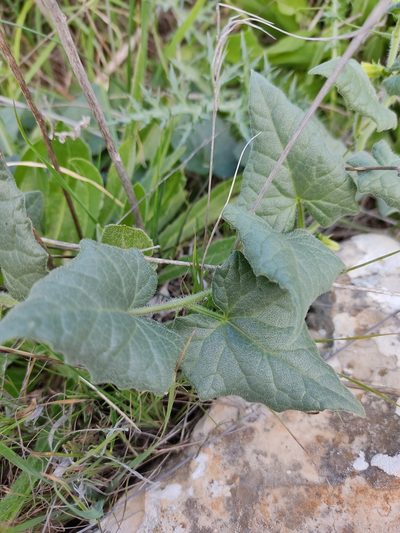 Bryonia syriaca, photographed by Aryeh