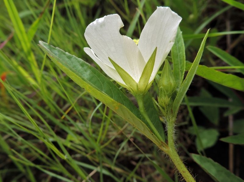 Hibiscus articulatus, photographed by i_c_riddell