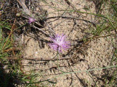 Centaurea arenaria, photographed by Юрий Данилевский (Yuriy Danilevsky)