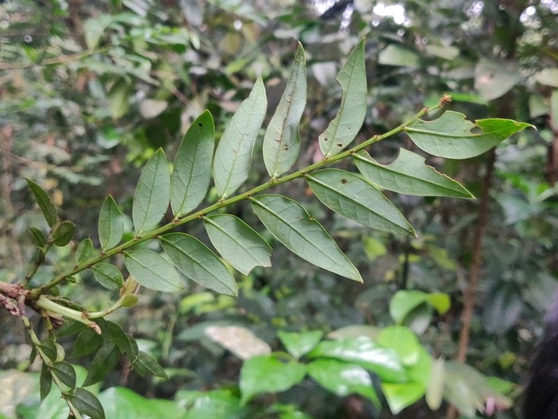 Phyllanthus anamalayanus, photographed by Rohit Naniwadekar