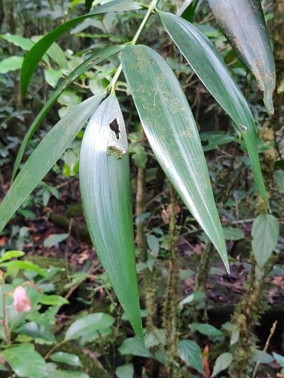 Nageia wallichiana, photographed by Rohit Naniwadekar