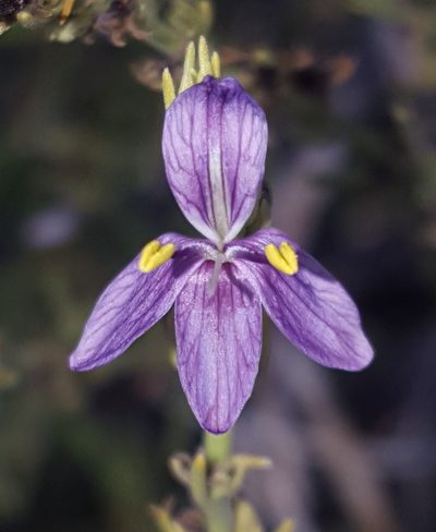 Carlowrightia linearifolia, photographed by Alex Abair