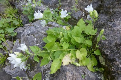 Campanula pendula, photographed by Kristof Zyskowski