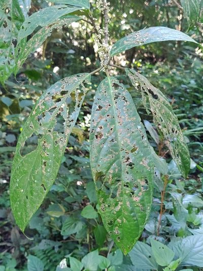 Oreocnide integrifolia, photographed by Rohit Naniwadekar