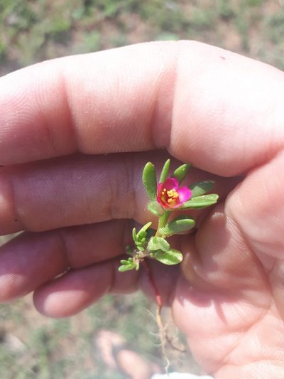 Portulaca obtusa, photographed by Nic Knott-Craig