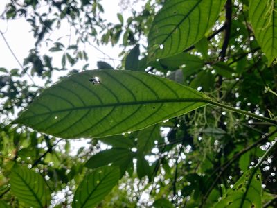 Dendrocnide sinuata, photographed by Rohit Naniwadekar