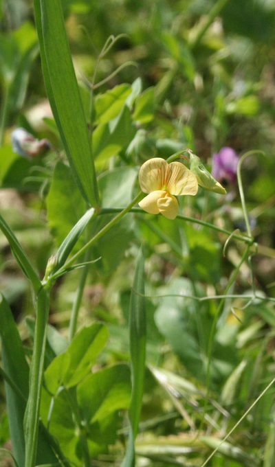 Lathyrus hierosolymitanus, photographed by Oleg Kosterin