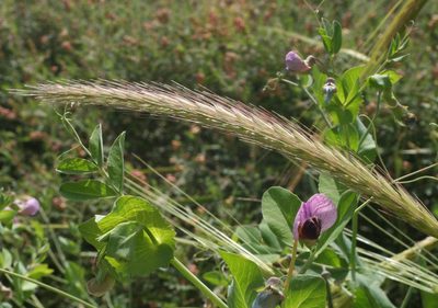 Hordeum bulbosum, photographed by Oleg Kosterin