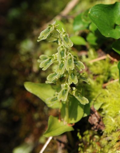 Neottia borealis, photographed by Todd Boland