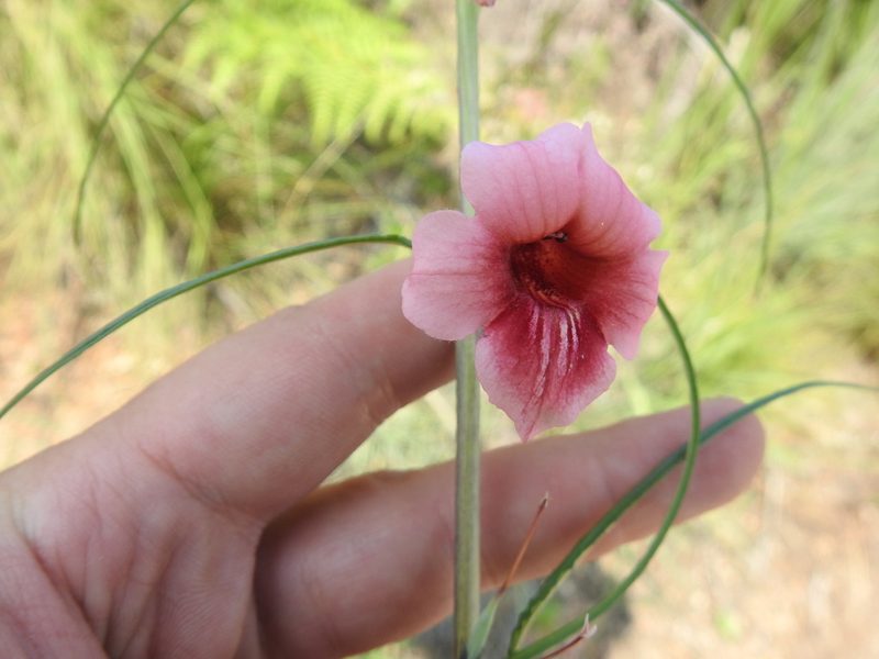 Sesamum triphyllum, photographed by Matthew Fainman