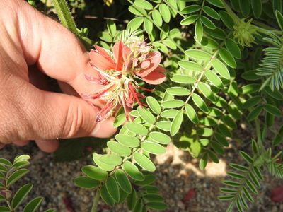 Indigofera oxytropis, photographed by Matthew Fainman