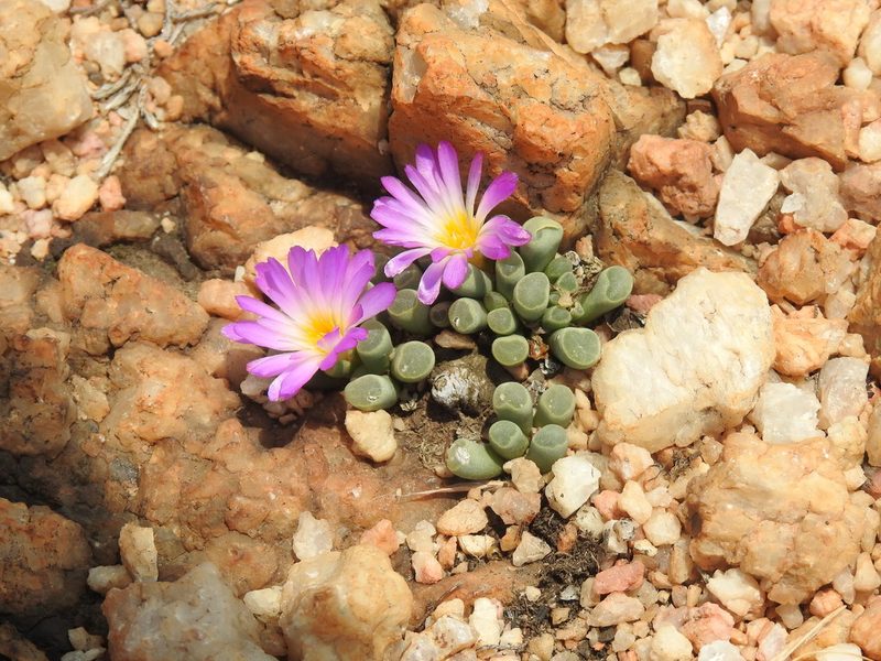 Frithia pulchra, photographed by Matthew Fainman