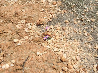 Frithia pulchra, photographed by Matthew Fainman