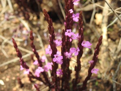 Striga gesnerioides, photographed by Matthew Fainman