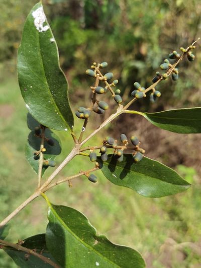 Passovia pyrifolia, photographed by Eduardo Chacón Madrigal