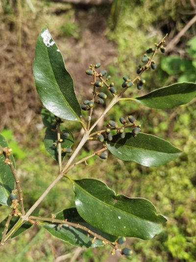 Passovia pyrifolia, photographed by Eduardo Chacón Madrigal