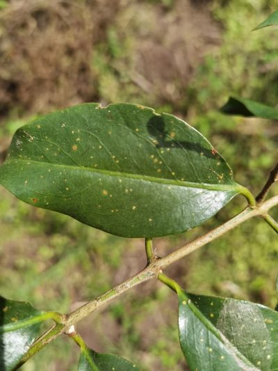 Passovia pyrifolia, photographed by Eduardo Chacón Madrigal
