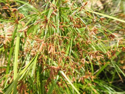 Cyperus leptocladus, photographed by Matthew Fainman