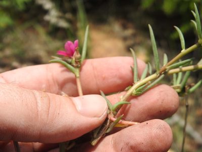 Portulaca kermesina, photographed by Matthew Fainman