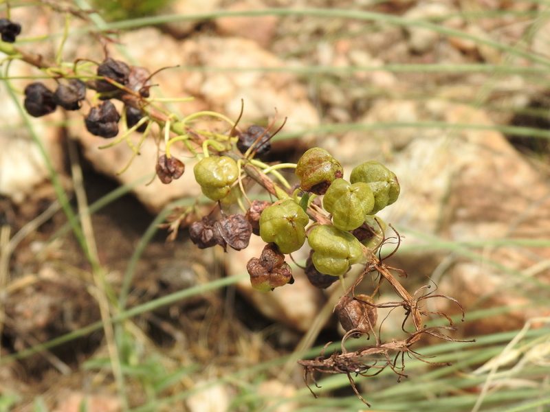 Bulbine angustifolia, photographed by Matthew Fainman