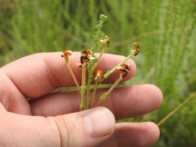 Jamesbrittenia burkeana, photographed by Matthew Fainman