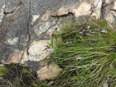 Antherotoma debilis, photographed by Matthew Fainman