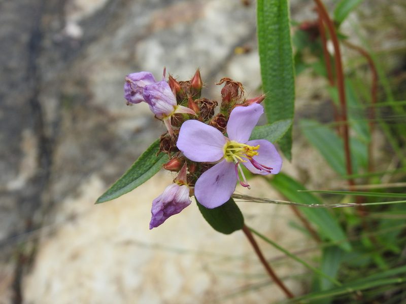 Antherotoma debilis, photographed by Matthew Fainman