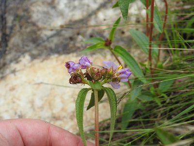 Antherotoma debilis, photographed by Matthew Fainman