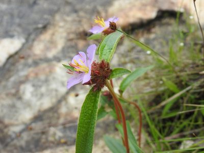 Antherotoma debilis, photographed by Matthew Fainman