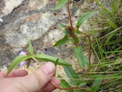 Antherotoma debilis, photographed by Matthew Fainman