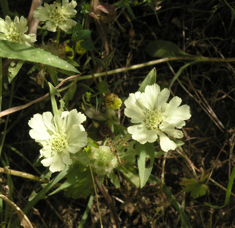 Lomelosia prolifera, photographed by Oleg Kosterin