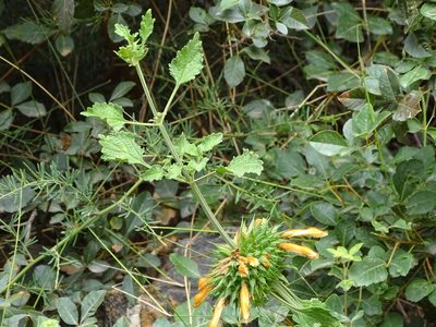 Leonotis ocymifolia, photographed by Shaun Swanepoel