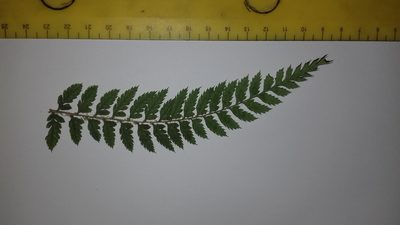 Polystichum pungens, photographed by Jeremy Gilmore