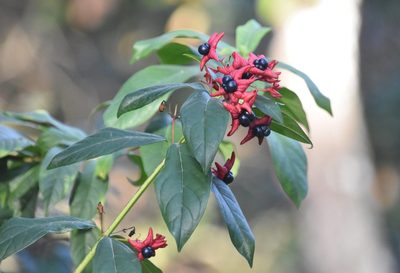Clerodendrum indicum, photographed by Mike Ostrowski