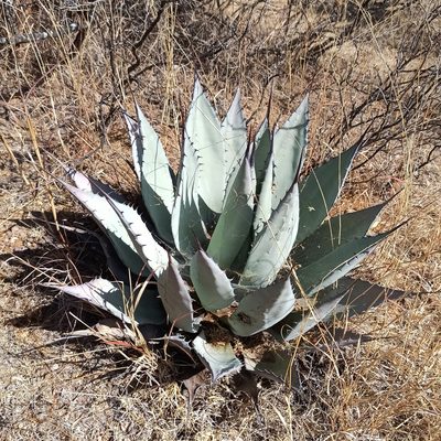 Agave applanata, photographed by Juan Carlos Fonseca Mata