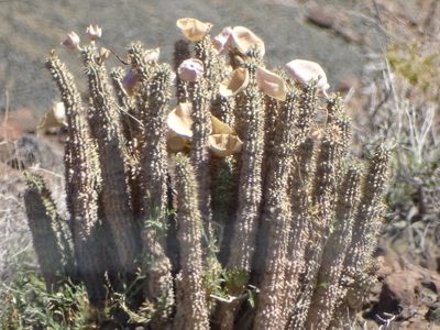 Hoodia gordonii, photographed by Shaun Swanepoel
