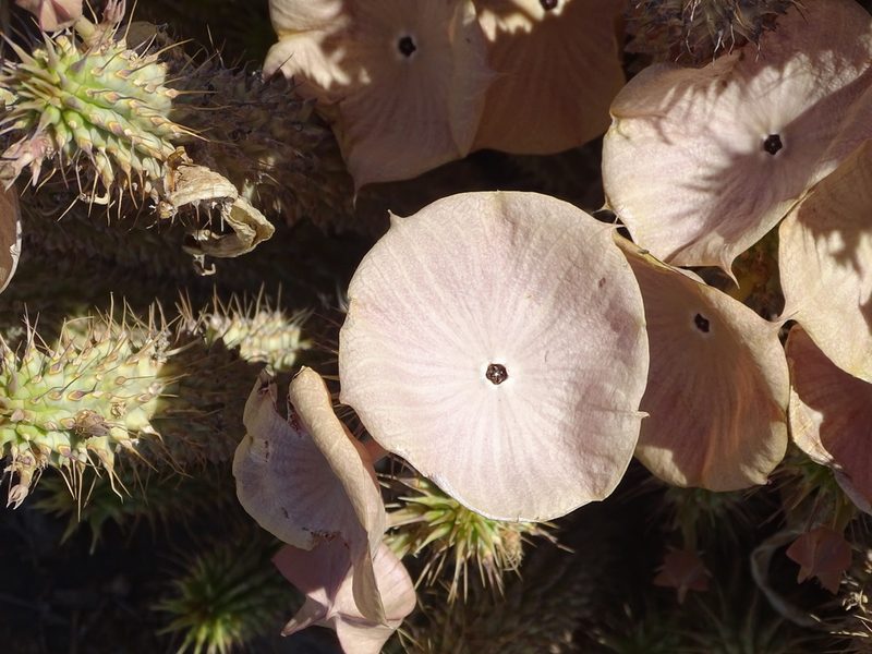Hoodia gordonii, photographed by Shaun Swanepoel