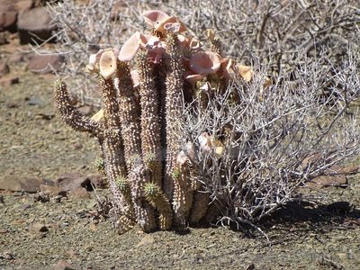 Hoodia gordonii, photographed by Shaun Swanepoel