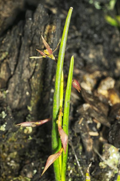 Epidendrum porquerense, photographed by Daniel Mesa