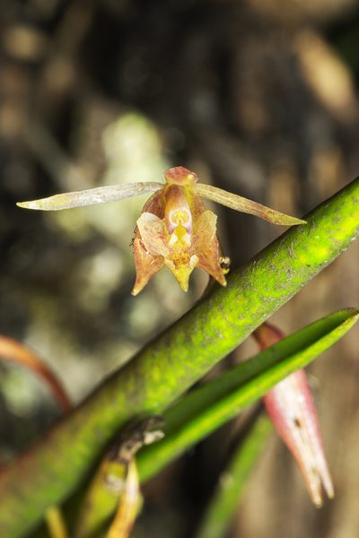 Epidendrum porquerense, photographed by Daniel Mesa