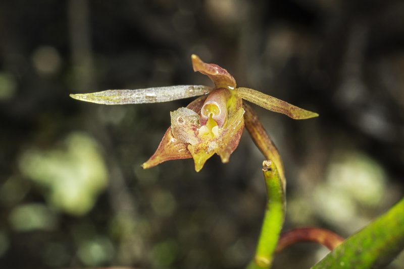 Epidendrum porquerense, photographed by Daniel Mesa
