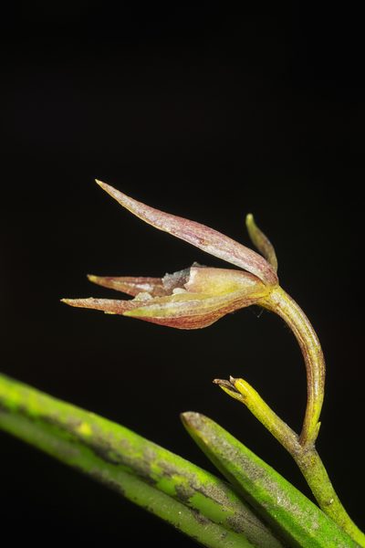 Epidendrum porquerense, photographed by Daniel Mesa