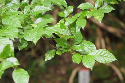 Orixa japonica, photographed by harum.koh