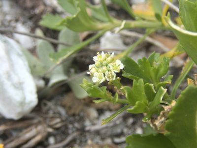 Lepidium rekohuense, photographed by Paul Bell-Butler