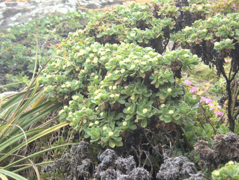 Leptinella featherstonii, photographed by Paul Bell-Butler
