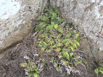 Austroblechnum durum, photographed by Paul Bell-Butler