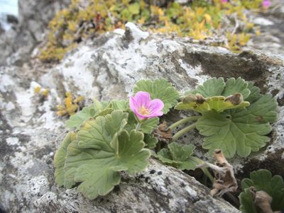 Geranium traversii, photographed by Paul Bell-Butler